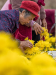 Golden Chrysanthemum Harvest in Hefei.