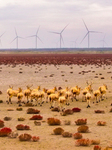 Elks Run at Wetland in Yancheng.