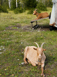 Grazing The Bavarian River Isar Floodplains With Goats