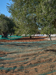 Olive Harvest With Nets On The Ground In Monopoli Countryside, Italy