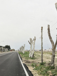 Road In Foggia Lined With Pollarded Plane Trees: A View On Radical Pruning Practices