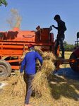 Rice Harvesting In India 