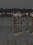 Cyprus Flamingos