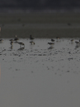 Cyprus Flamingos