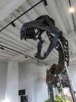 A Dinosaur Skeleton Reaches A Record Price In France 