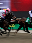 Thoroughbred Horse Racing At Woodbine Racetrack