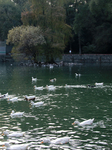 Ducks In The Lake Of Fuentes Brotantes National Park