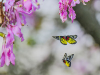 Butterfly Feeds on Blooming Flowers.