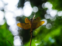 Neurothemis Fulvia - Fulvous Forest Skimmer - Animal India