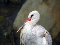 White Stork With A Prosthetic Of The Beak Made With A 3D Printer.