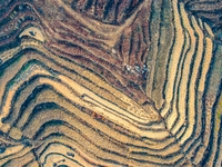 Rice Terraces in Anqiu.