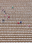 A Salvia Miltiorrhiza Planting Base in Zhucheng.