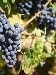 Cluster Of Uva Di Troia Grapes Near Ripeness On The Vine