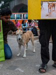 Protest Against Animal Cruelty In Dhaka