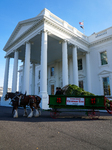 Presidential Grandson Beau Biden Joins The First Lady At The Arrival Of The White House Christmas Tree.