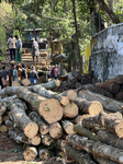 Timber Industry In Kerala