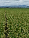 Agricultural Rice Area In Indonesia 