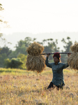 Winter Rice Harvest Season In Assam