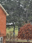 Snow Flurries In Toronto, Canada