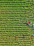 Chinese Cabbage Harvest.