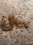 Trichomyrmex Destructor - Destructive Trailing Ant - Animal India