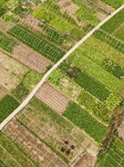 A Rural Vegetable Base in Guizhou.