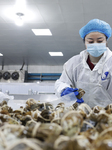 Crabs Export in Suqian.