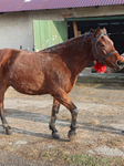 Hutsulyk Hutsul Pony Centre in Kosiv.