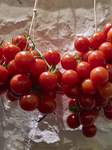 Tomato Cluster: Tradition And Authenticity