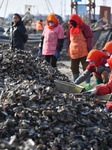 Oyster Harvest.