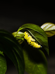 Common Jezebel - Delias Eucharis - Pupal Stage Butterfly