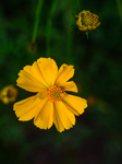 Cosmos Sulphureus - Sulfur Cosmos Plant - Plant India