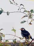 Birds In India