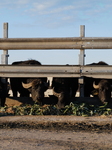 Buffalo Farming