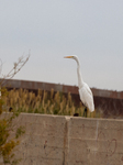 Mexico Migration Great Egret