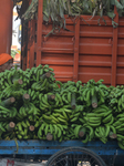 Banana Production In India