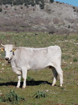 Podolica Cow Grazing In The Gargano – A Symbol Of Italian Rustic Resilience