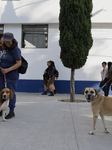 Dogs Rescued From A Shelter In Mexico City Are Delivered To Neighbors