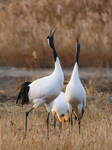 Red-crowned Cranes