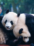 Chongqing Zoo Giant Panda