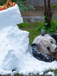 Chongqing Zoo Giant Panda