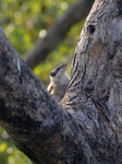 India Wildlife