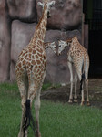 Japan And Indonesia Zoo Giraffe Breeding Cooperation