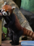 Japan And Indonesia Zoo Red Panda Breeding Cooperation