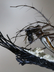 Long-jawed Orb Weaver Spider Feasting On A Fly In Kerala