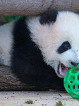 Giant panda cub Qisanmei plays at Chongqing Zoo