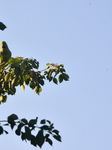 India Bird Parrot 