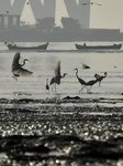 Flock Of Flamingos In Mumbai 