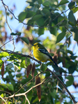 Birds In India