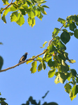 Birds In India